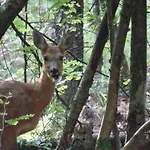 Semesterbostad Veluwe Park Reewold Eclipse