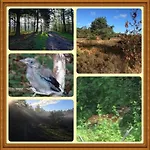 Veluwe Park Reewold Eclipse Semesterbostad Putten