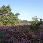 Veluwe Park Reewold Eclipse *