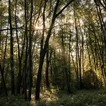 Veluwe Park Reewold Eclipse * Putten