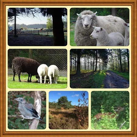 Vakantiehuis Veluwe Park Reewold Eclipse