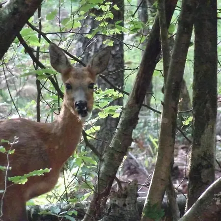펜션 Veluwe Park Reewold Eclipse