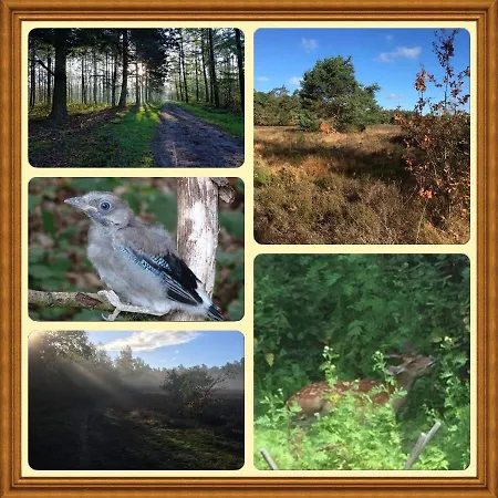 Veluwe Park Reewold Eclipse Holiday home Putten