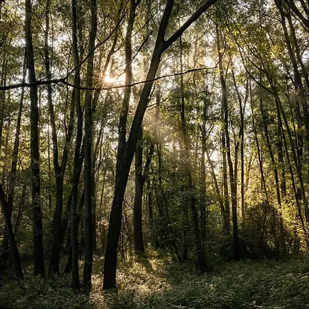 Veluwe Park Reewold Eclipse * 푸텐
