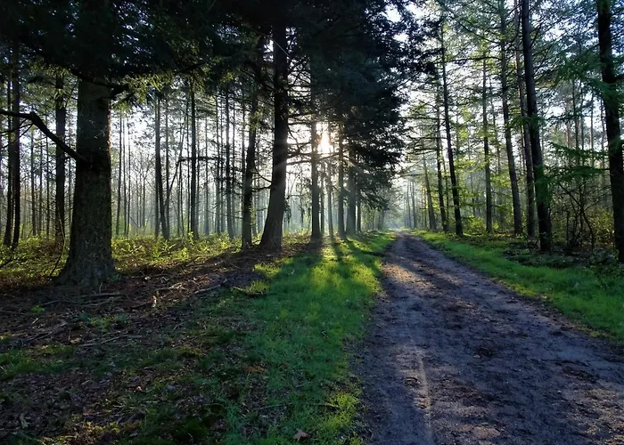 Veluwe Park Reewold Eclipse