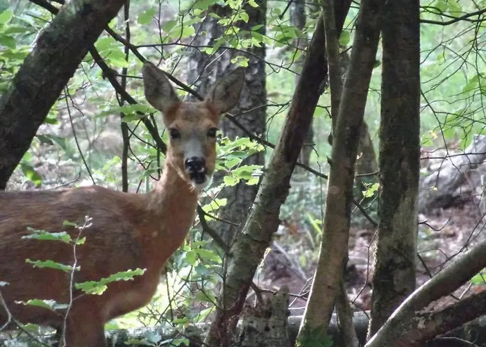 Dom wakacyjny Veluwe Park Reewold Eclipse