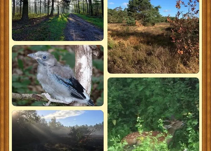 Veluwe Park Reewold Eclipse Ferienhaus Putten