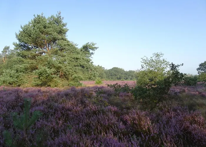 Veluwe Park Reewold Eclipse *
