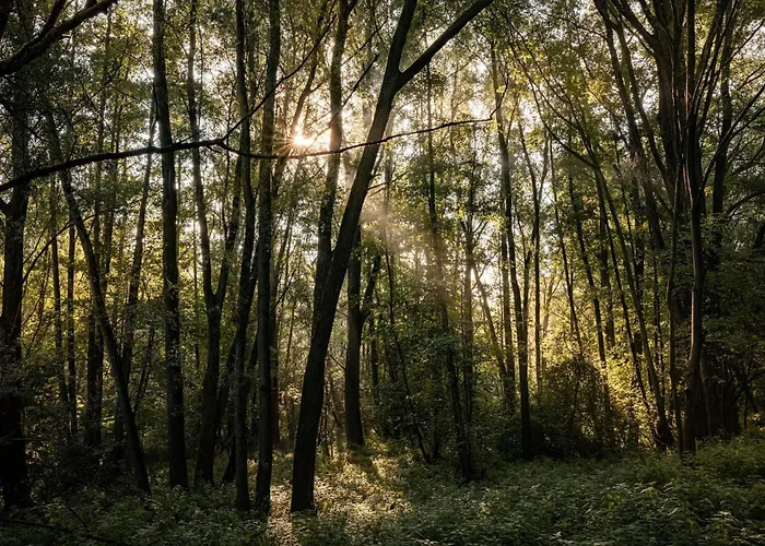 Veluwe Park Reewold Eclipse * Putten